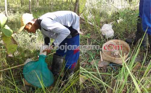 Cukupi Kebutuhan Keluarga dari Berburu 'Kroto'