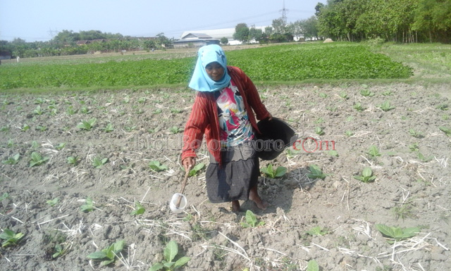 Kemarau, Petani Sugihwaras Banyak Tanam Tembakau