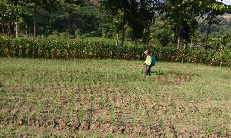 Lama Tak Hujan, Bawang Merah di Sekar Terancam Gagal Panen