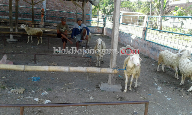 Jelang Idul Fitri, Harga Kambing Masih Murah