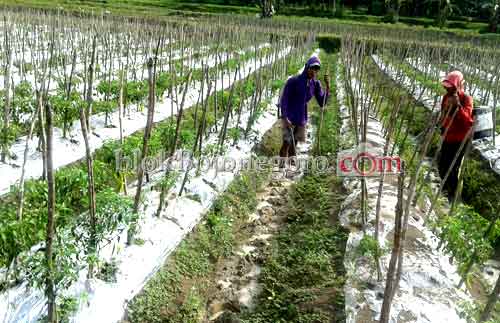 Cabai Mahal di Pasaran, di Petani Tetap Murah