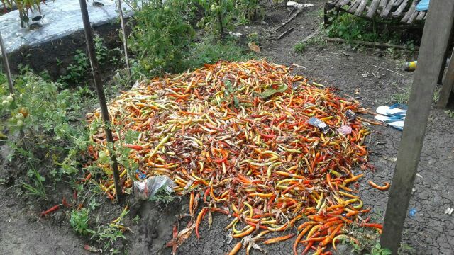 Terkena Patek, Cabai Petani Dibuang