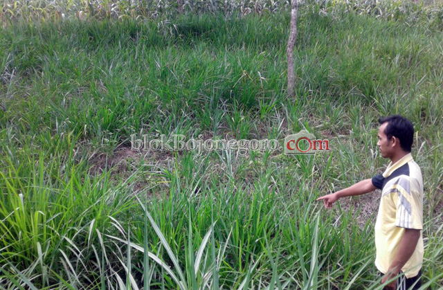 Di Sekar Ada Budidaya Rumput Odot