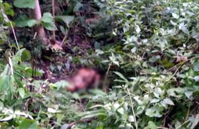 Jazad Nenek Yasriani Ditemukan Membusuk di Hutan