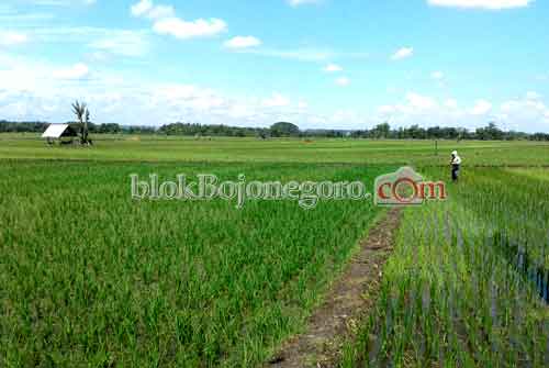 Petani di Sekar Keluhkan Kelangkaan Pupuk