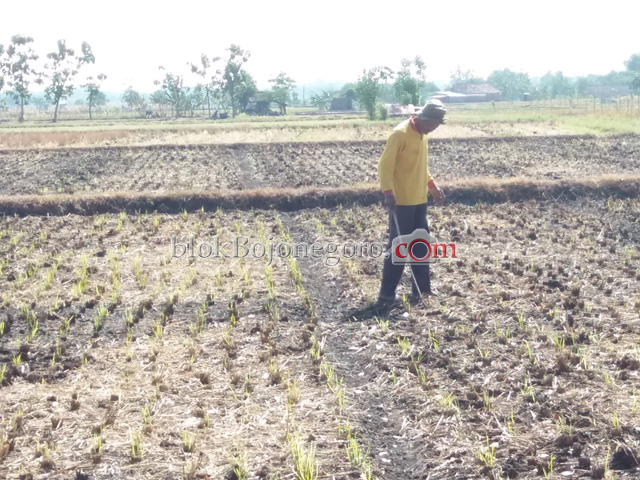 Mudah Perawatan Saat Kemarau, Petani GrowokTanam Jagung