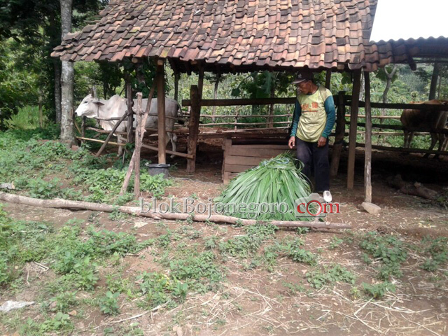 Harga Sapi dan Kambing di Bubulan Semakin Anjlok
