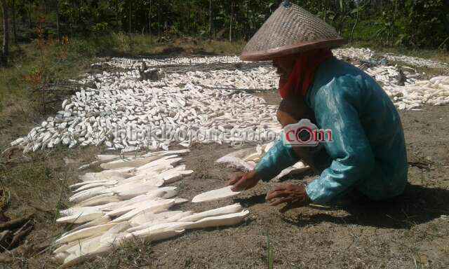 Berikut, Cara Sederhana Sulap Singkong Jadi Gaplek
