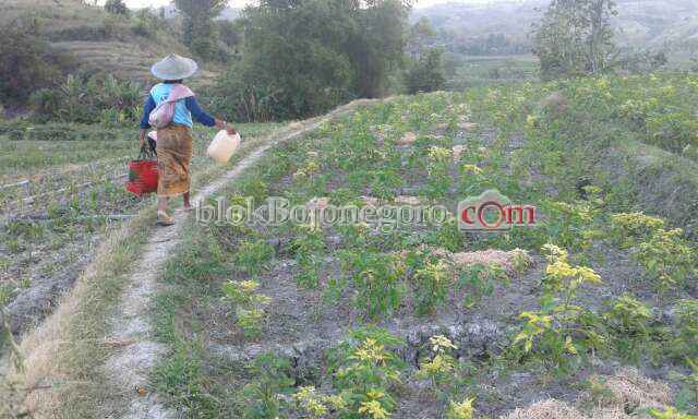 Cabai Diserang Hama, Petani di Sekar Was-Was