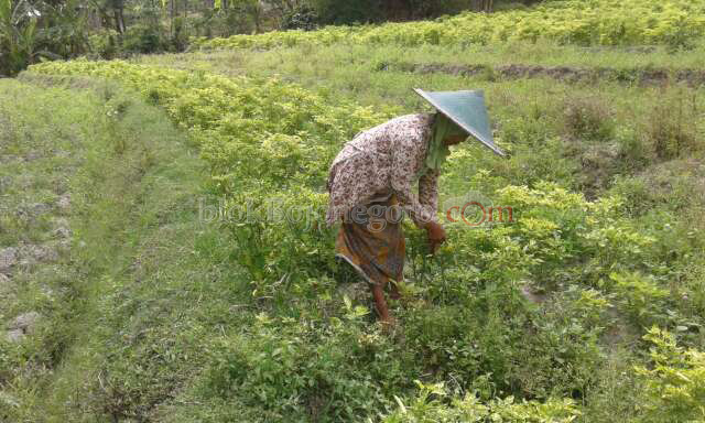 Harga Cabai di Sekar Stagnan, Petani Hanya Bisa Pasrah
