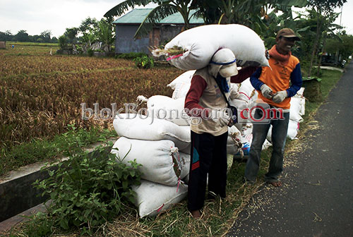 Lho..! Petani Mulai Panen, Harga Gabah Turun