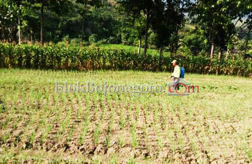 Petani di 8 Kecamatan Ini Sudah Ikut Asuransi