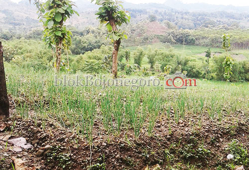 Tanaman Bawang Terserang Hama, Petani di Sekar Resah