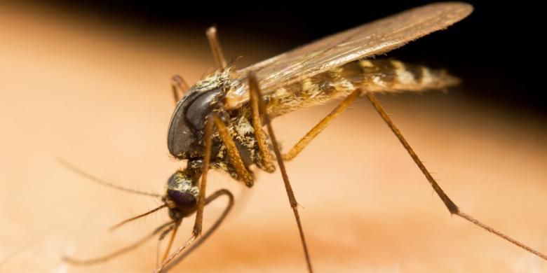 Pemasangan Kelambu dan Penyemprotan Jadi Andalan Cegah Malaria