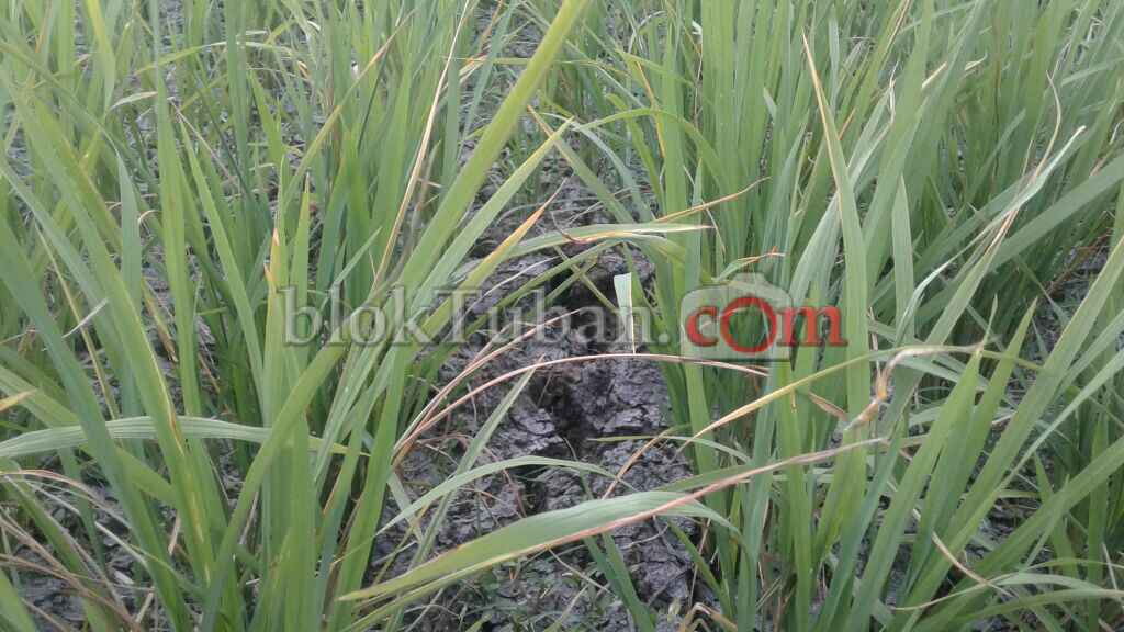 Hektaran Sawah Tadah Hujan di Bubulan Kekeringan
