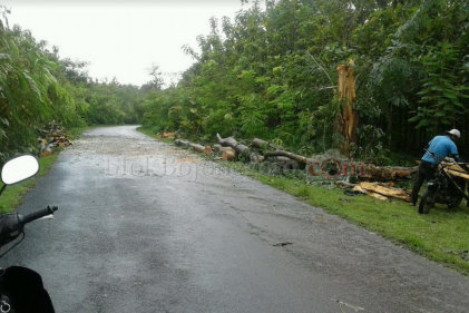 Hujan dan Angin Kencang Tumbangkan Pohon di Dander
