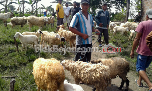 Menjelang Puasa, Harga Kambing Masih Stabil