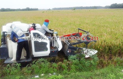 Harga Gabah Mahal, Petani Desa Sedeng Sumringah