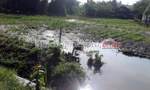 Banjir di Temayang Merusak Tanaman Padi dan Jagung