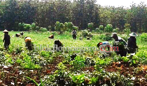 Kacang Tanah Laku Rp20.000, Petani Sumringah