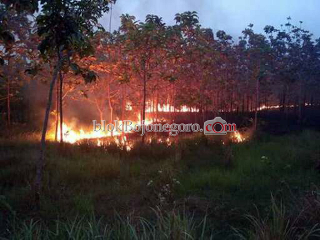 Kebakaran Hutan di Jalan Poros Dander-Ngasem