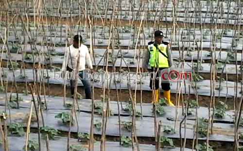 Koramil dan Polsek Bubulan Kerjasama Ujicoba Tanam Melon