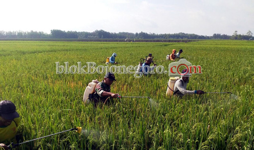 Air Bengawan Fluktuatif, Petani di Bantaran Ketar-Ketir