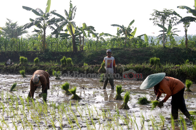 Tanam Kembali di Growok, Berkah Bagi Buruh Tanam
