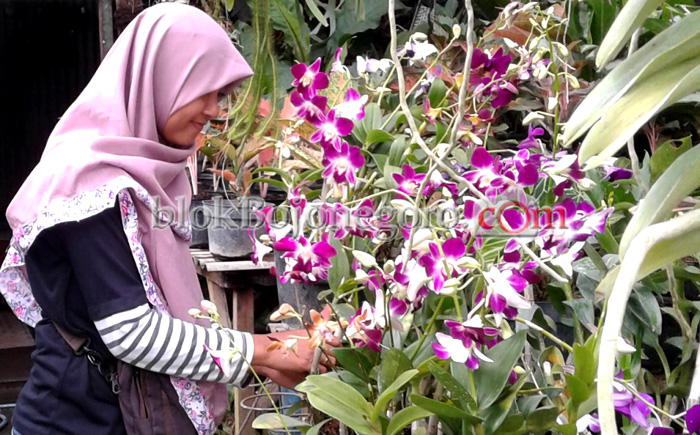Anggrek Masih Jadi Primadona Pecinta Bunga