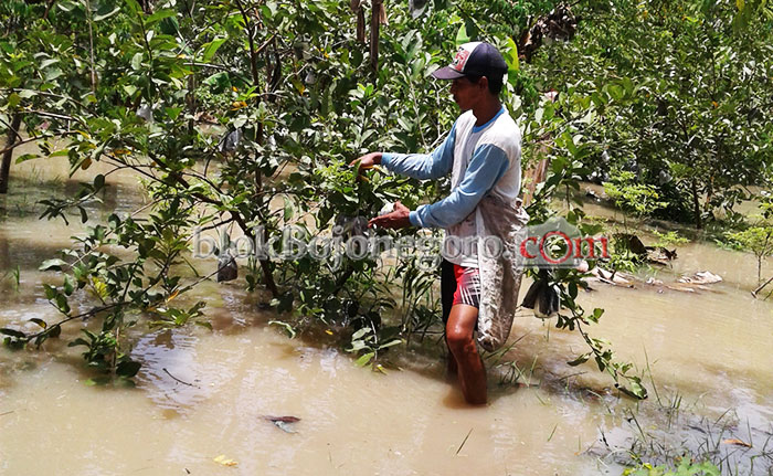 Musim Panen, Jambu Kristal di Ngringinrejo Terendam Banjir