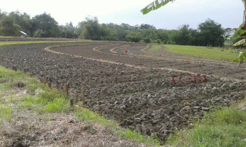 Jelang Tanam Bawang, Bibit Mahal Masih Manjadi Problem
