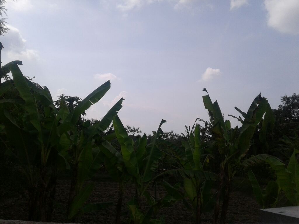 Ternyata, Ngambon Bisa Jadi Pusat Penghasil Pisang