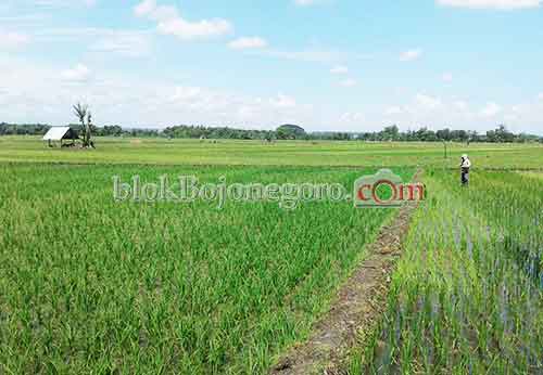 Musim Tanam Padi ke-2, Harga Pupuk Mahal
