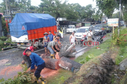 Disapu Angin, Pohon Tumbang di Jalan Sumberrejo