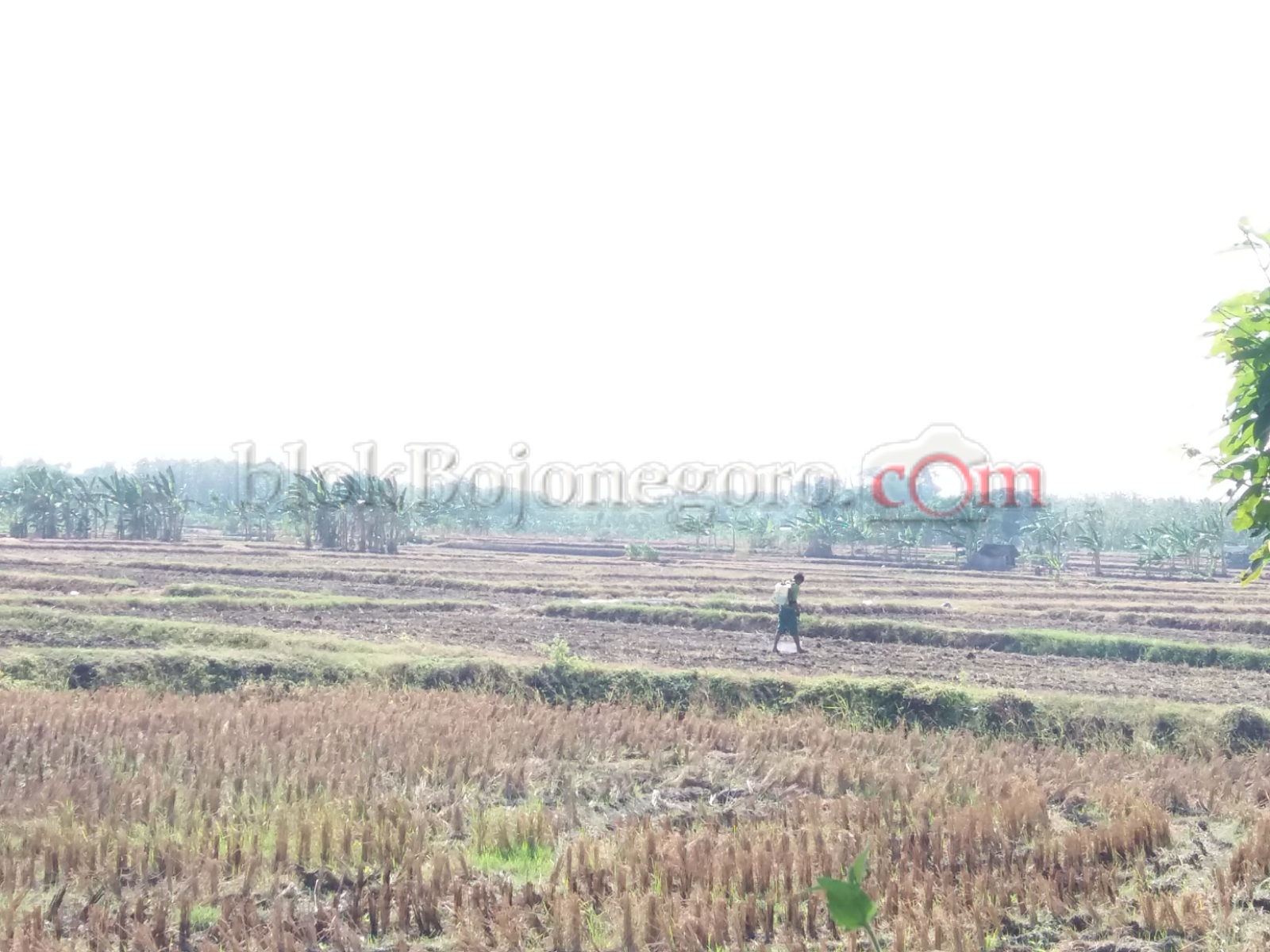Saat Kemarau, Petani Ngunut Pilih Tanam Palawija