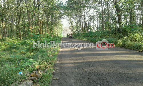 Tunggu Buka Sembari Menikmati Suasana di Hutan Jati