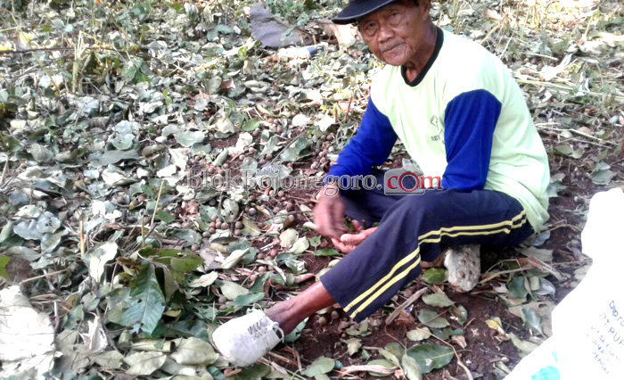 Di Dander, Buah Joho Diambil untuk Obat