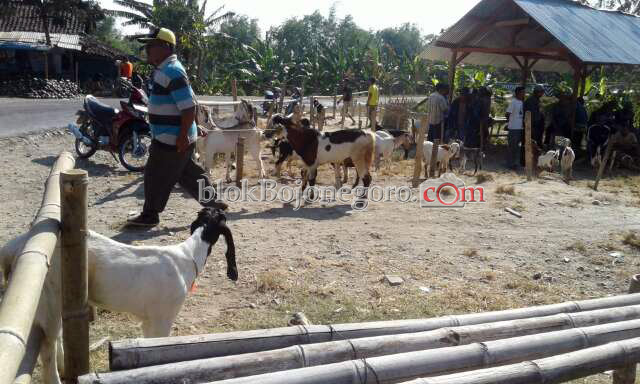 Pasca Idul Adha, Harga Kambing di Temayang Masih Mahal