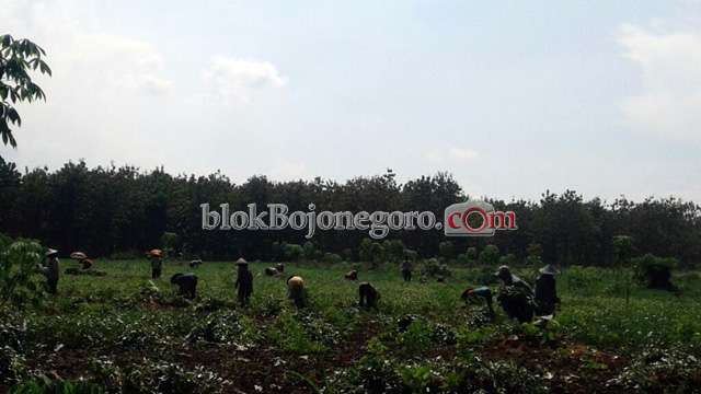 Meski Kurang Air, Kacang di Lahan Tadah Hujan Tetap Penen