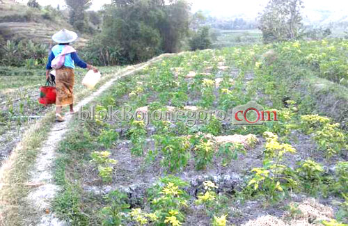 Petani Cabai Sekar Berharap Harga Naik Saat Panen