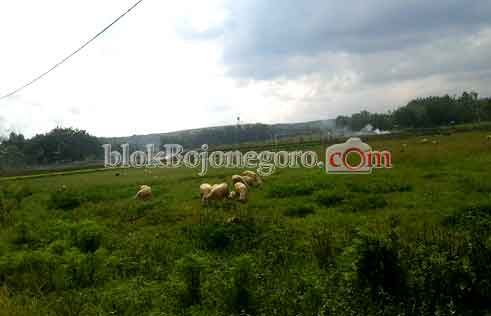 Butuh Perhatian, Lapangan Bola Jadi Tempat Gembala Kambing