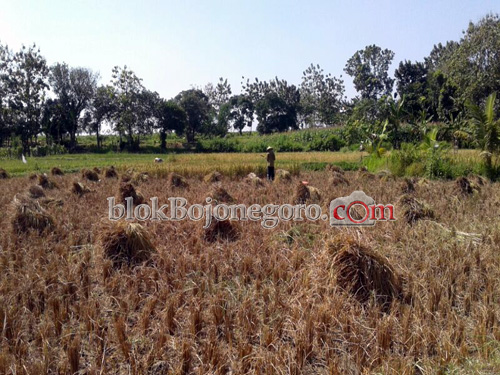 Kecamatan Temayang dan Sukosewu Mulai Panen Padi