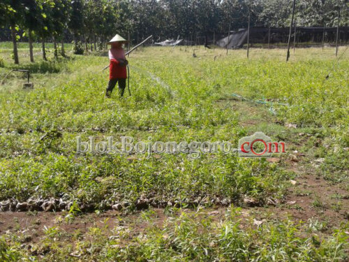 Selain Sendang Grogolan, Ada Wisata Pembibitan Pohon di Ngunut