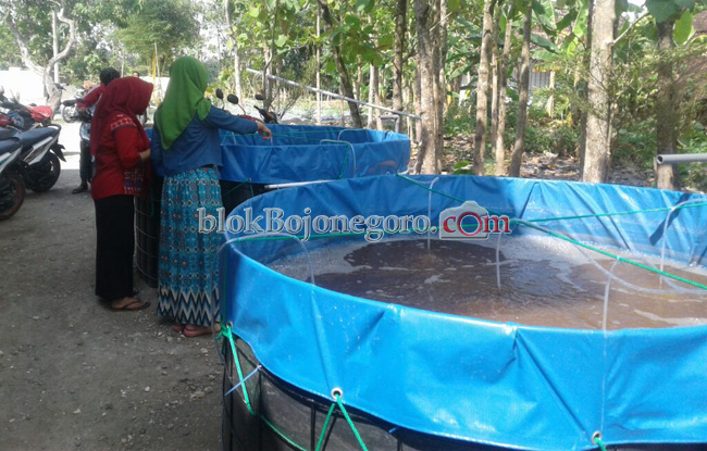 Pemuda Dolokgede Uji Coba Budidaya Lele Bioflok