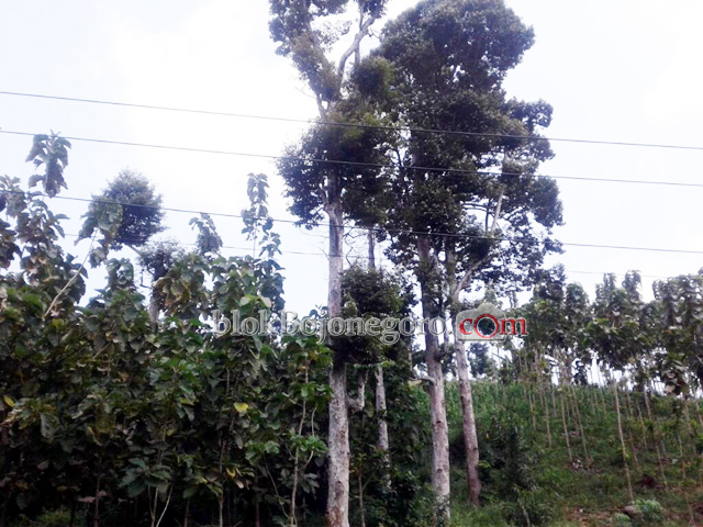 Di Klino, Ada Durian yang Tumbuh di Hutan