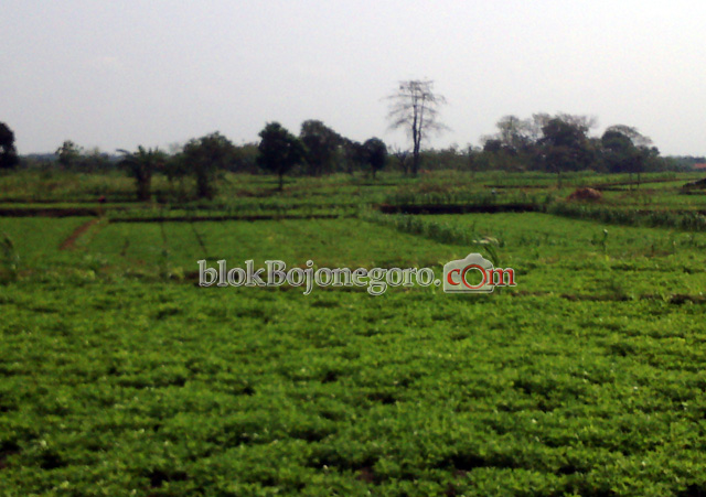 Petani Dander Banyak Beralih Tanam Kacang Tanah