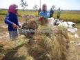 Petani Panen, Harga Beras Mulai Turun