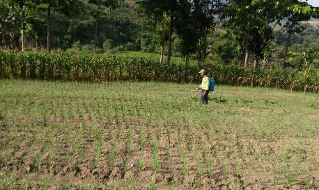 Tantangan Petani Bawang Merah, Hama dan Cuaca