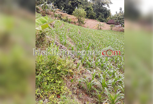 Manfaatkan Lahan Perhutani untuk Tanam Jagung