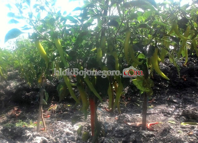 Harga Masih Tinggi, Petani Berharap Sampai Panen